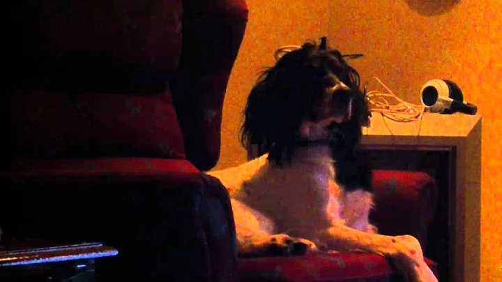Sleeping dawg