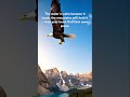 Soar above #Banff #CanadaViews #TravelFlowz360