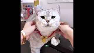 Cat Found Hidden Cash All Over The House#animals#pets#cuteanimalsdaily#cat#cutedogvedio
