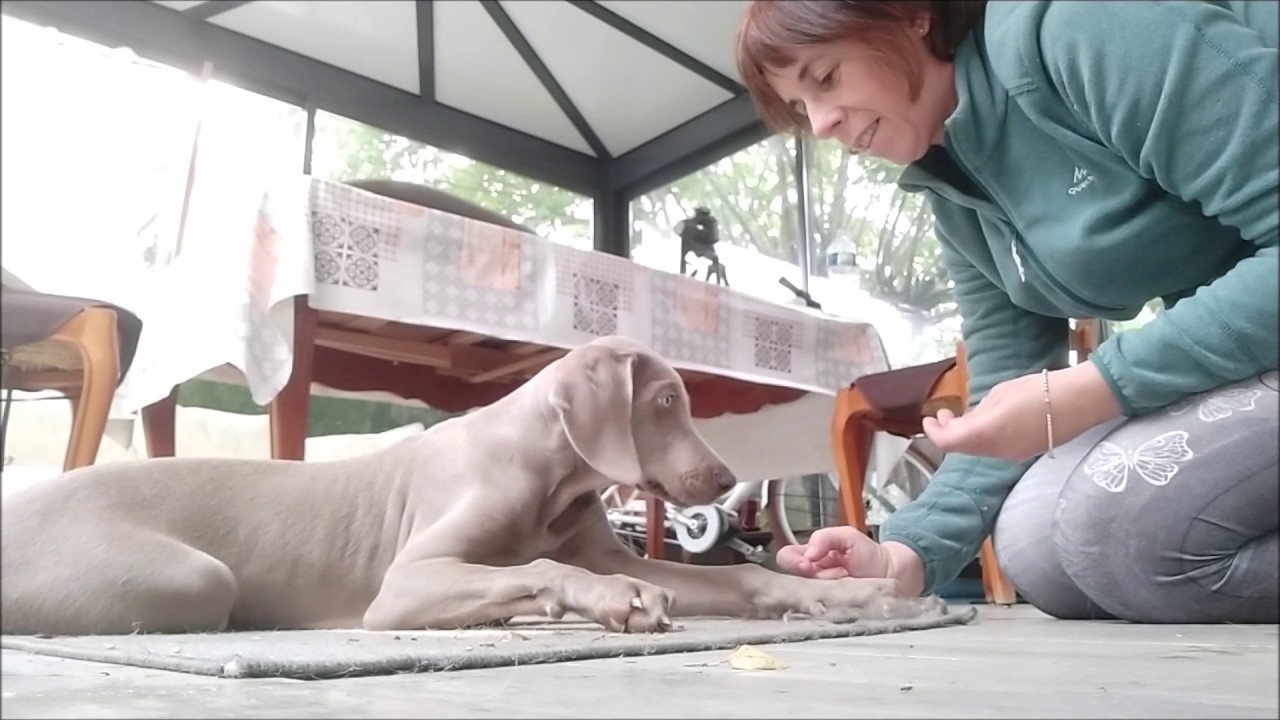 iona, braque de Weimar, 3 mois, apprentissage du 