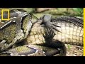 Un Python Birman S Attaque à Un Petit Alligator mp3