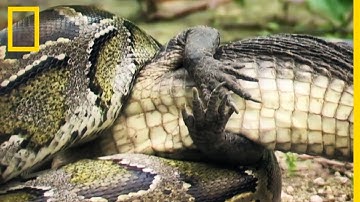 Burmese python attacks small alligator