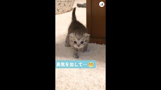 【ヨチヨチ歩きで…♡】物陰からそ〜っと出てきたベビーニャンコ→ 精一杯の声でママを呼ぶけなげな姿に…(*´∀｀)！