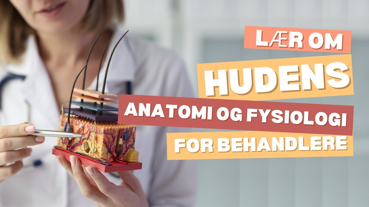 Hudens spændende anatomi og fysiologi. Alt om hud, hår og negle.