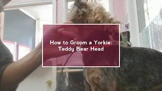 How to Groom a Yorkie:Teddy Bear Head by Pawsh Dog House 6,116 views 4 years ago 4 minutes, 12 seconds