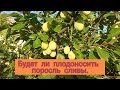 Жёлтая слива из выкопанной поросли. Обзор плодоношения.