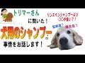 犬のシャンプーって結局どれを使ったらいいの？ トリマーさんから聞いた話