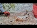 सिलेंडर मध्ये कुठे लपलेला हा नाग पहा. Indian Spectacled Cobra Rescue By Saidas Kusal