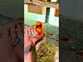 Hand-Tamed Sun Conure 🧡 Eats From My Hand in Sri Lanka 🇱🇰