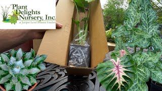 New Plants From Plant Delights Nursery || Plant Mail