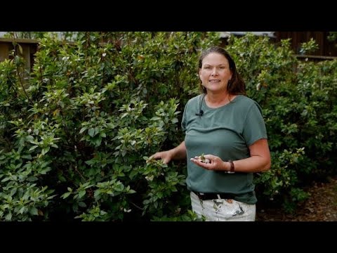 Vídeo: Azalea Leaf Gall Treatment - O que causa a Azalea Leaf Gall