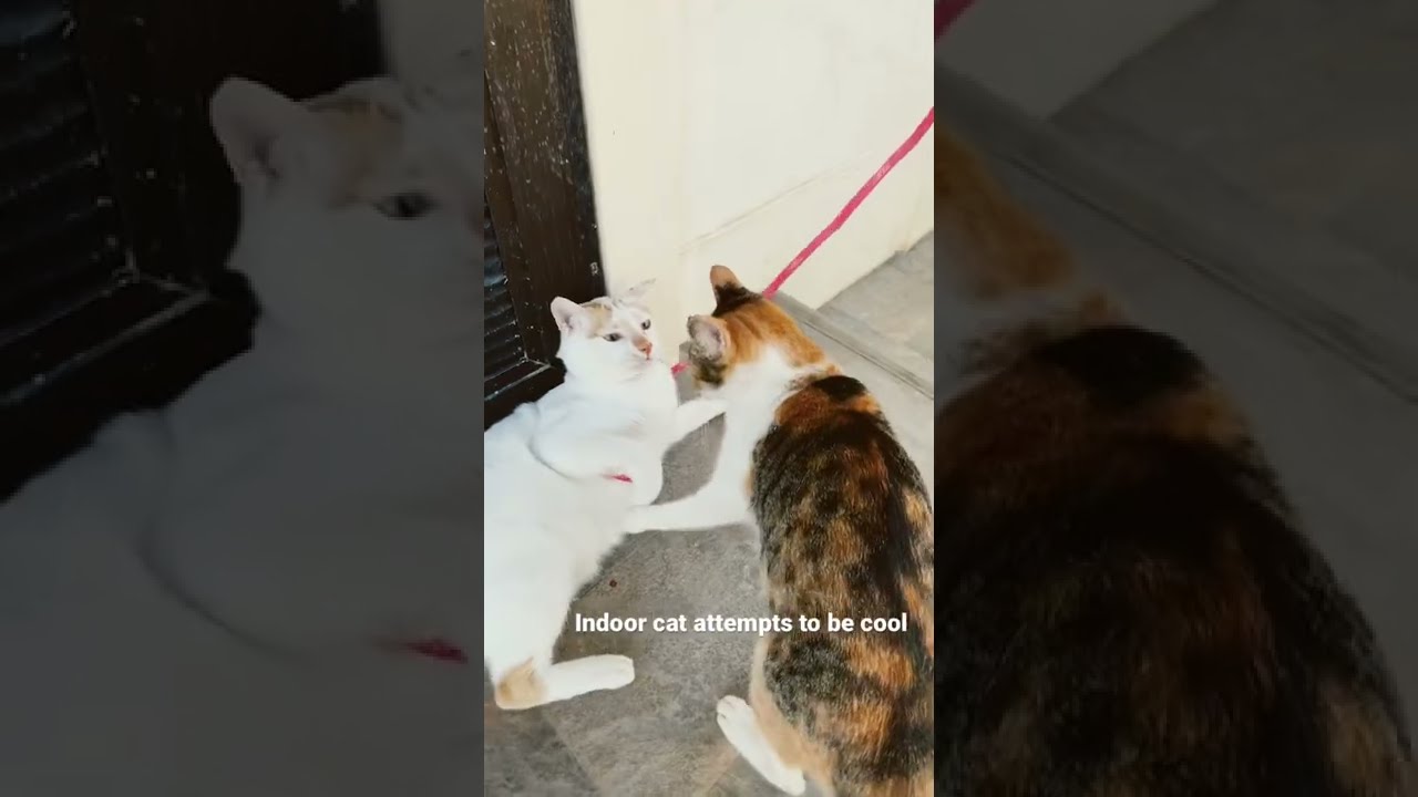 Indoor cat that grew up with dogs attempts to be friends with the stray