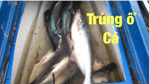 Câu cá ổ sông lớn trúng bầy tra khủng và pha bắt cá đi vào lòng người của Tiến | Tiền Giang Fishing