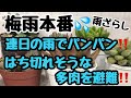 雨でパンパン‼️はち切れそうな多肉を避難‼️