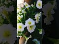 ペチュニア