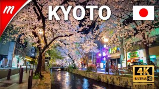 Walking Kyoto at night viewing cherry blossoms along the Takase River