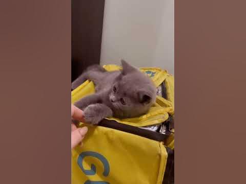 Ці люди такі кумедні #мемасики #котик #котики #приколи # ...