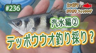鉄砲魚 Youtube