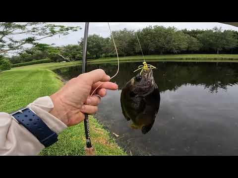 Fly Fishing for Bass and Bluegill-Part 2.5 