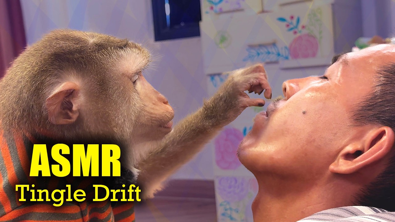 Judy Monkey ASMR | The Ultimate Hair Pick For A Deep Tingles & A Cozy Sleep