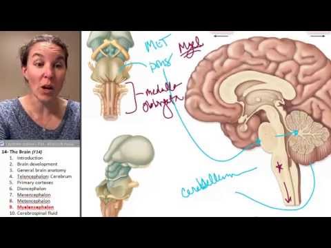 Brain 9- Myelencephalon