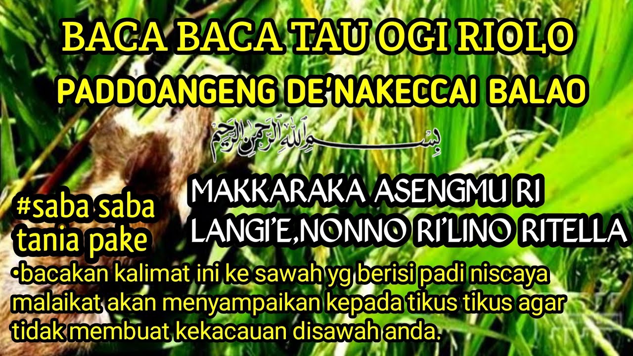 BACA BACA PADDOANGENG ORANG BUGIS DAHULU PAGAR TANAMAN PADI AGAR TERHINDAR DARI SERANGAN TIKUS