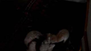 Zorro the Fox Meets Bambino the Westie