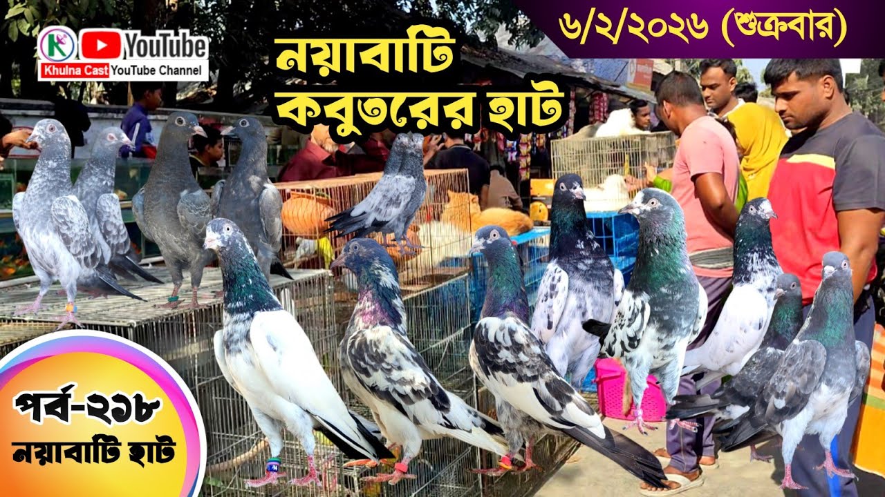 নয়াবাটি কবুতরের হাট পর্ব-২১৮।।খুলনা জেলার সবথেকে বড় কবুতরে হাট নয়াবাটী ।। the Largest pigeon market
