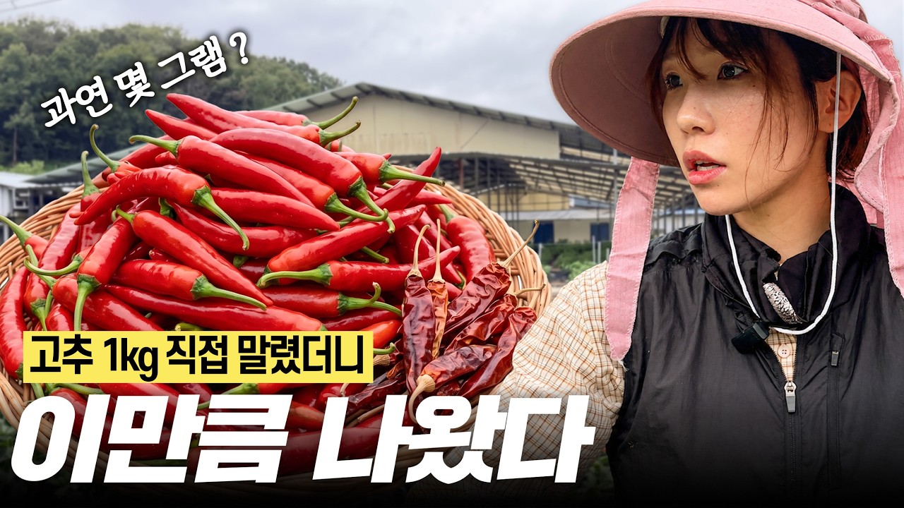 생고추 1kg 따면 고춧가루는 얼마나 나올까? 🌶️ | 시골 일상 VLOG | 농업박람회 🧑🌾