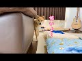いつもは強気で番犬気質なのにビビって腰が抜けちゃった柴犬が可愛い