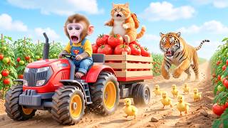 Monkey NaNa & Fat Cat Friend Harvest Tomatoes & Rescue the Lost Ducklings from a Fierce Tiger