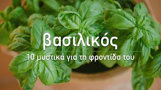 🍀 Βασιλικός: 10 μυστικά για τη φροντίδα του - Τα Μυστικά του Κήπου