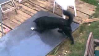 Dumb Dog Has Spaz Attack