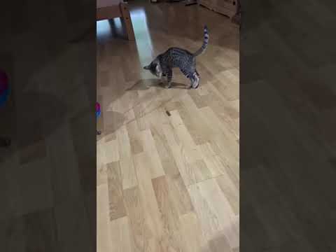 Video: Plemena Koček: Savannah