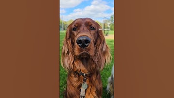 My dogs look like Alpacas #alpacas #alpacafarm #dogs #irishsetter #australianshepherd #animals
