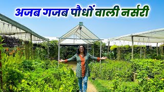 यहाँ मिलते है अजब गज़ब पौधे  Biggest Rare Plant Nursery  दुर्लभ पौधों की भरमार