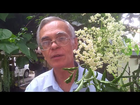 Vídeo: Plantagem de sabugueiro: o que plantar com arbustos de sabugueiro