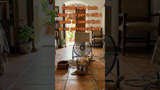 Ofertas Amazon HOY (2/6/26) 🐶❄️ Alfombrilla refrescante mascotas -23%