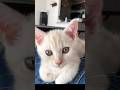 膝の上でリラックスし過ぎた子猫がとんでもない姿に…！　#テアタイム