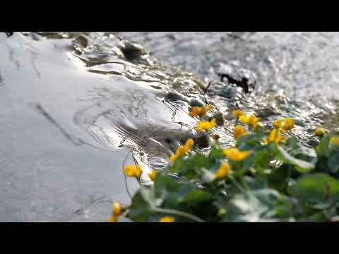 Water Stream Sound صوت جدول الماء بدون موسيقى 4K