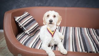 Boss - Cockapoo - 3 Weeks Residential Dog Training