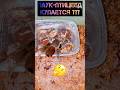 КАК ВЫЙТИ СУХИМ ИЗ ВОДЫ? Паук-птицеед Hysterocrates hercules купается 🕷️ #spider #tarantula #shorts