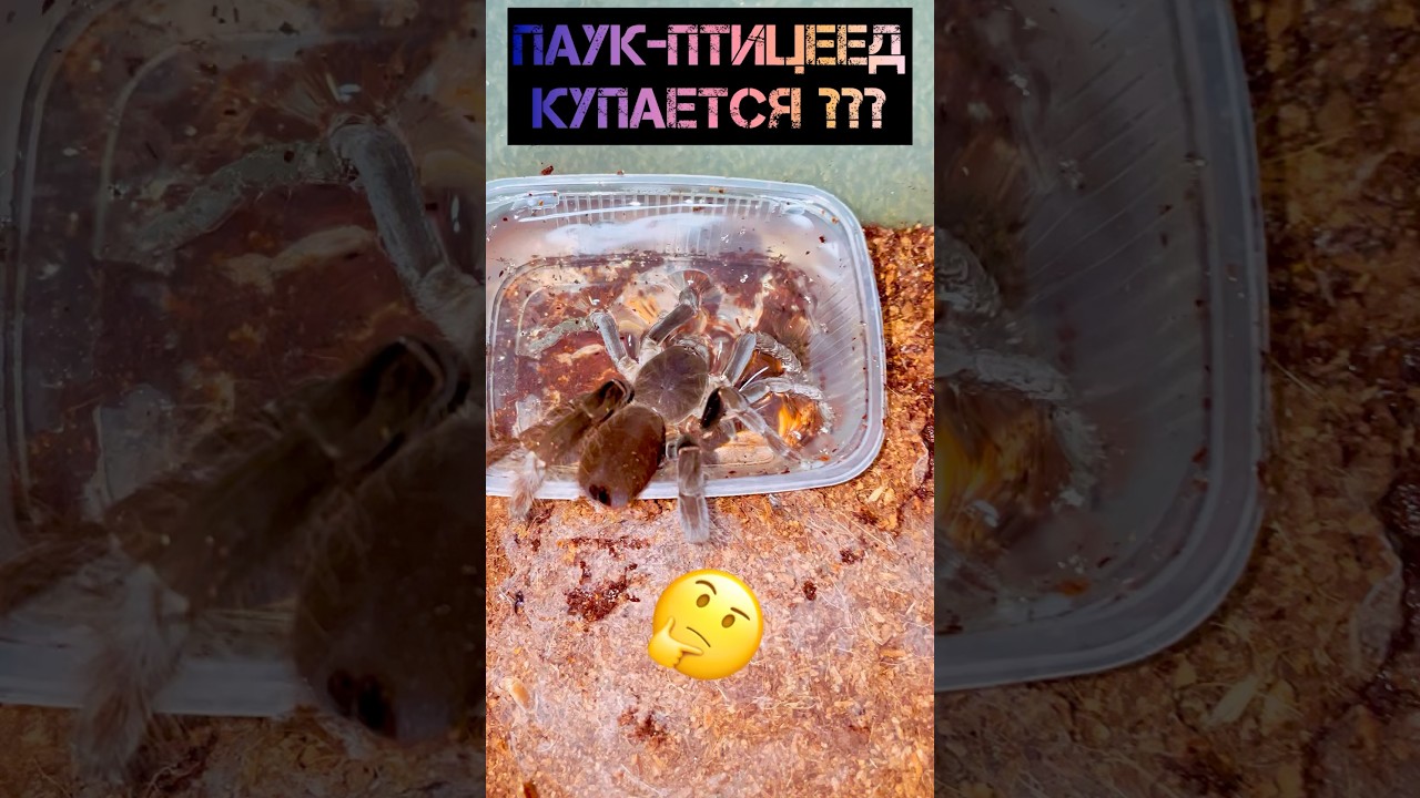 КАК ВЫЙТИ СУХИМ ИЗ ВОДЫ? Паук-птицеед Hysterocrates hercules купается 🕷️ #spider #tarantula #shorts