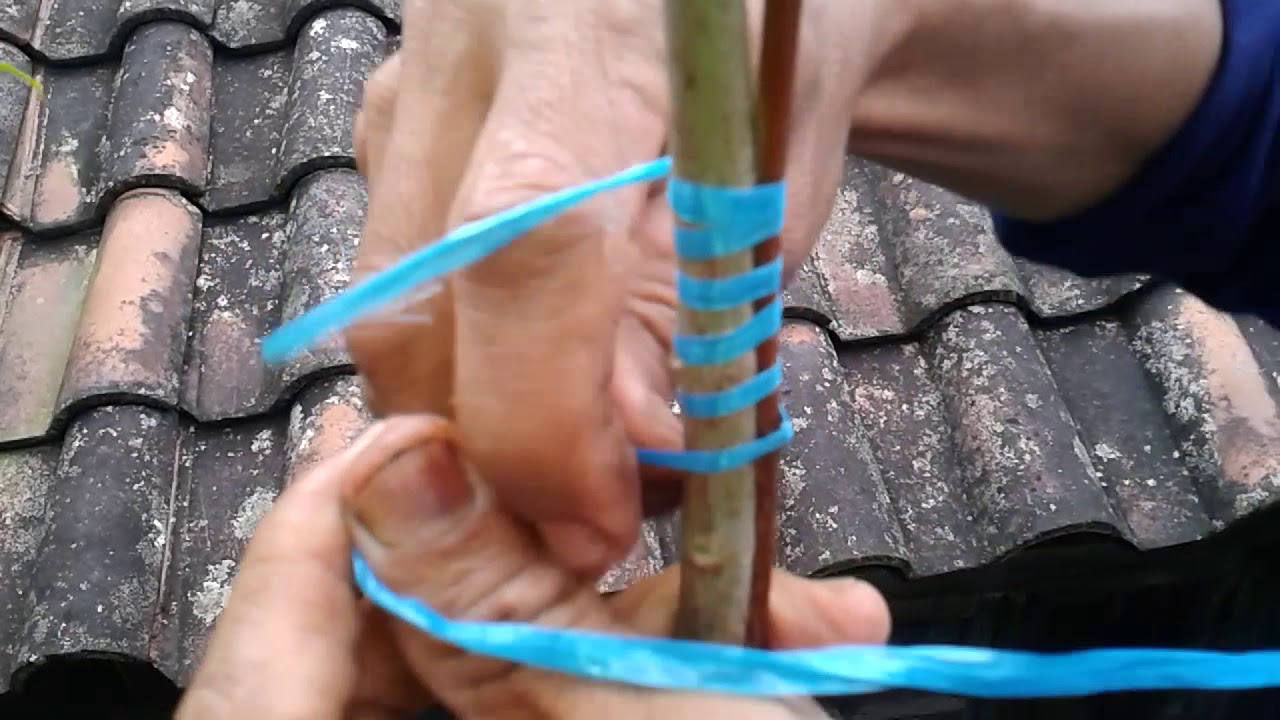 Cara Sambung Cengkeh