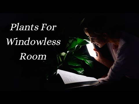 Video: Sobne biljke za umjetno svjetlo - koje su biljke najbolje za sobe bez prozora