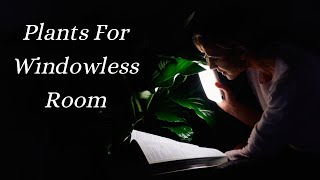 My Top 7  Low Light Plants For Windowless Room & How To Grow Them