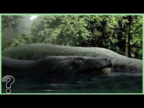 Video: Nyoka mkubwa zaidi duniani. Anaconda