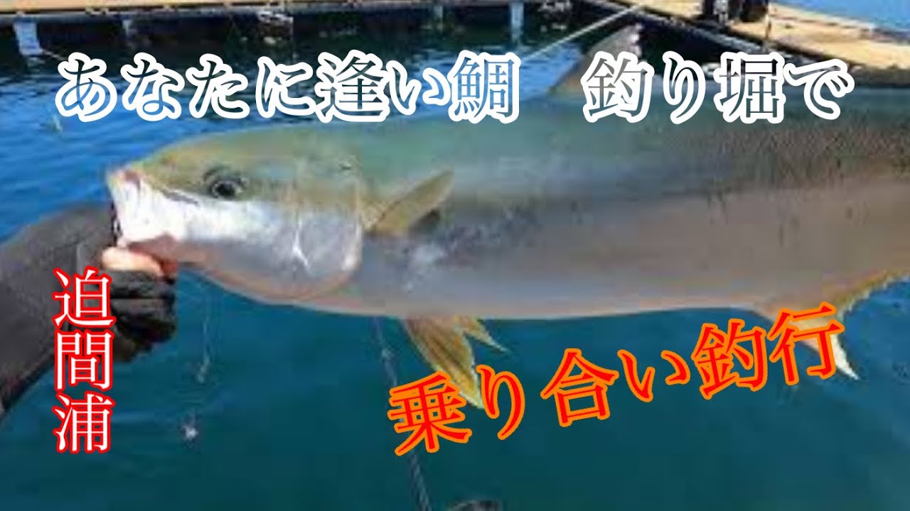 海上釣り堀 あなたに逢い鯛 でのソロ釣行 海上釣り堀 あなたに逢い鯛 福寿丸 はさま浦海上釣り堀 迫間浦 乗合 イワシブログ Youtube