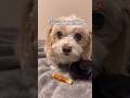 おやつにチュウしただけなのに。#shorts #犬 #言葉が分かる犬 #潔癖症な犬 #面白い犬 #犬のいる暮らし