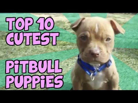 facts about pitbull puppies